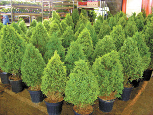 Feira do Ceagesp tem opções de pinheiros de Natal