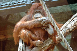 Vida de orangotango