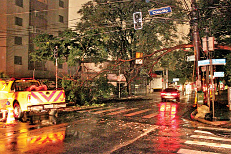 Queda de árvore deixa bairro sem energia elétrica