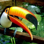 Tucano-imagem-Silvia-Kochen-Wordpress
