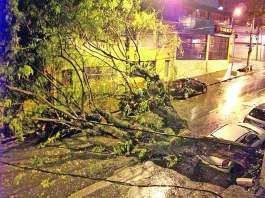 Árvore cai sobre três  veículos na Vila Romana