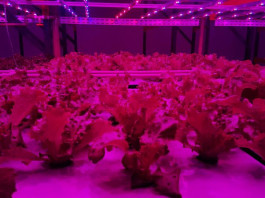 Empresa cultiva hortaliças em fazenda vertical na Vila Leopoldina