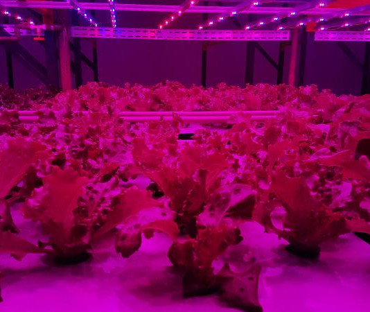 Empresa cultiva hortaliças em fazenda vertical na Vila Leopoldina