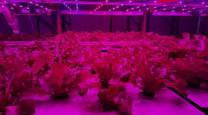 Empresa cultiva hortaliças em fazenda vertical na Vila Leopoldina