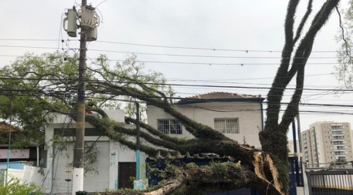 Divulgação