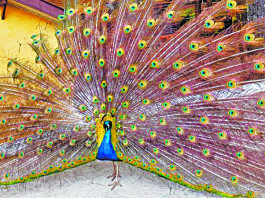 SOS Parque da Água Branca