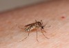 Em 2024, mais de 16 mil contraíram dengue na região