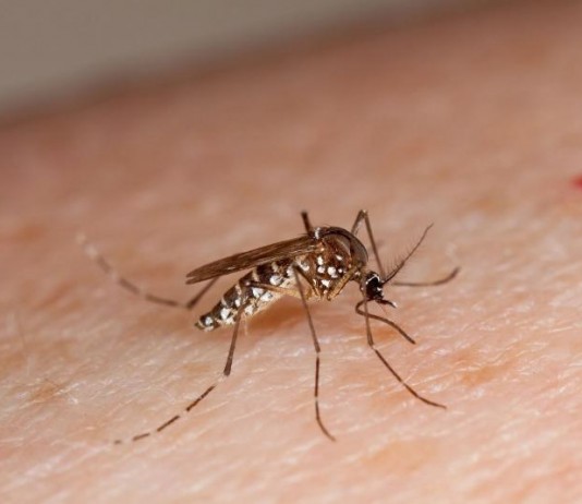 Em 2024, mais de 16 mil contraíram dengue na região