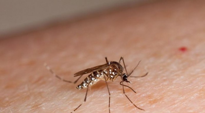 Em 2024, mais de 16 mil contraíram dengue na região