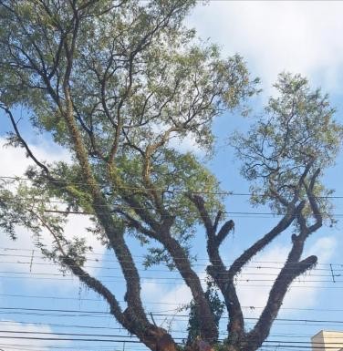 Moradores da Lapa reclamam de antigos problemas sem solução