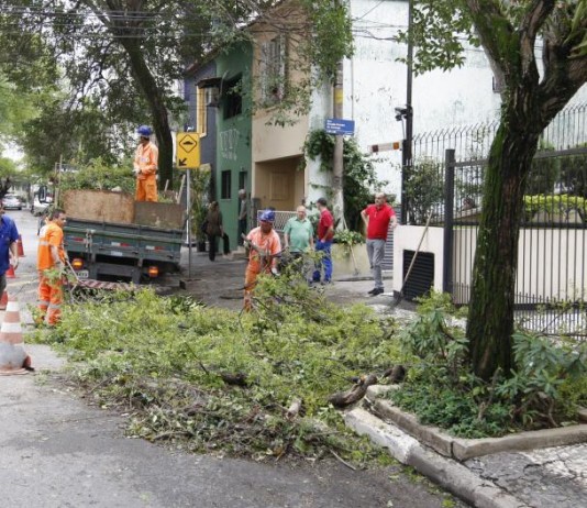 Contratação de empresa para serviço de manejo arbóreo ainda não está definida