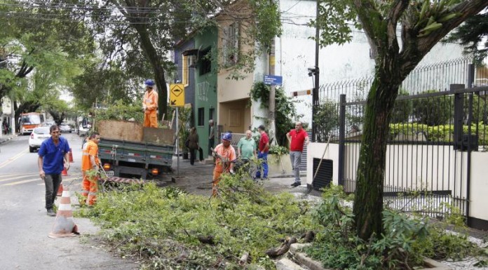Contratação de empresa para serviço de manejo arbóreo ainda não está definida