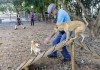 Região possui várias áreas públicas para socialização entre cães
