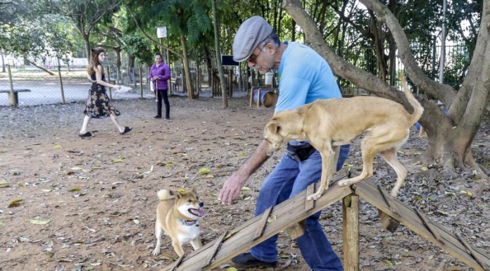 Região possui várias áreas públicas para socialização entre cães