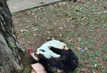 Moradores do Alto da Lapa denunciam aumento de sacrifício de animais em praças