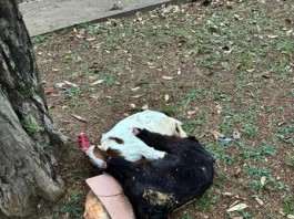 Moradores do Alto da Lapa denunciam aumento de sacrifício de animais em praças