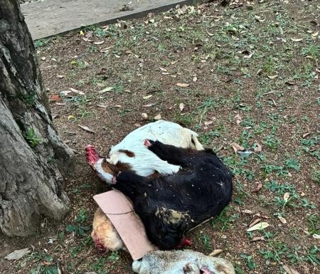 Moradores do Alto da Lapa denunciam aumento de sacrifício de animais em praças