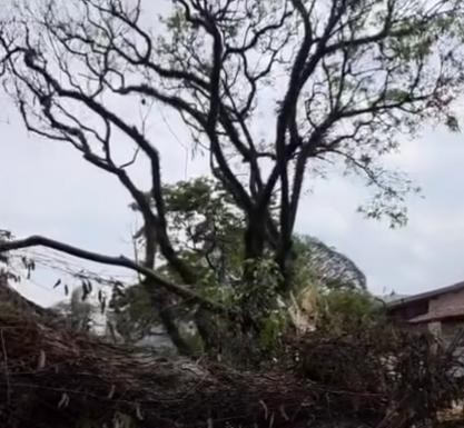 TEMPESTADE:  Sub Lapa contabiliza 66 ocorrências de queda de árvores