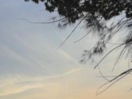 Cemitério da Lapa terá programação especial de Finados