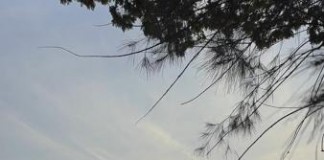 Cemitério da Lapa terá programação especial de Finados