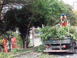 Sub Lapa aumenta equipes de poda e limpeza