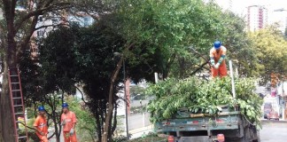 Sub Lapa aumenta equipes de poda e limpeza