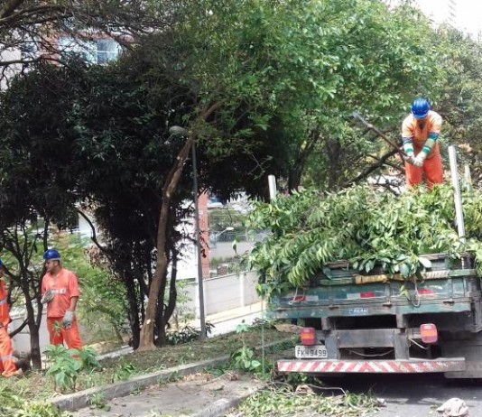 Sub Lapa aumenta equipes de poda e limpeza