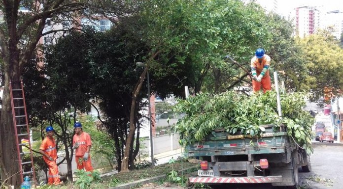 Sub Lapa aumenta equipes de poda e limpeza
