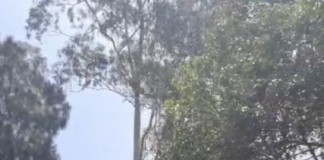 BOSQUE DOS SALESIANOS Amocity questiona assinatura de Termo de Compromisso sem participação do MP BOSQUE DOS SALESIANOS Amocity questiona assinatura de Termo de Compromisso sem participação do MP