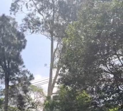 BOSQUE DOS SALESIANOS  Amocity questiona assinatura de Termo de Compromisso sem participação do MP