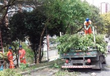 Prefeitura divulga balanço de corte e plantio de árvores na área da Sub Lapa Prefeitura divulga balanço de corte e plantio de árvores na área da Sub Lapa