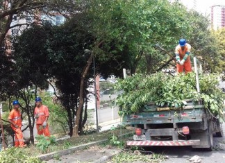 Prefeitura divulga balanço de corte e plantio de árvores na área da Sub Lapa
