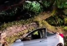 VENDAVAL Balanço da subprefeitura contabiliza mais de 40 árvores caídas na região VENDAVAL Balanço da subprefeitura contabiliza mais de 40 árvores caídas na região