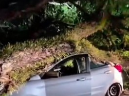 VENDAVAL  Balanço da subprefeitura contabiliza mais de 40 árvores caídas na região