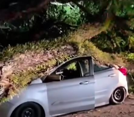 VENDAVAL  Balanço da subprefeitura contabiliza mais de 40 árvores caídas na região