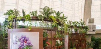 Orquidário do Parque Villa-Lobos reabre após 10 anos com visitação gratuita