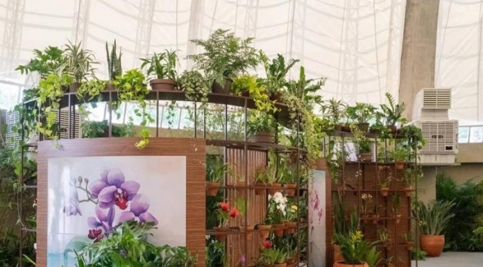Orquidário do Parque Villa-Lobos reabre após 10 anos com visitação gratuita