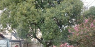 Pré-Carnaval: Confira os blocos que abrem a folia na região