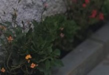 BOSQUE DOS SALESIANOS  Moradores denunciam mortes de saruês com desmatamento