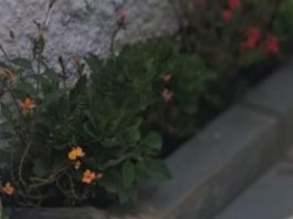 BOSQUE DOS SALESIANOS  Moradores denunciam mortes de saruês com desmatamento