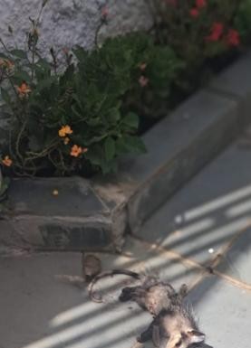 BOSQUE DOS SALESIANOS  Moradores denunciam mortes de saruês com desmatamento