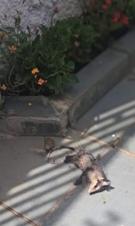 BOSQUE DOS SALESIANOS  Moradores denunciam mortes de saruês com desmatamento