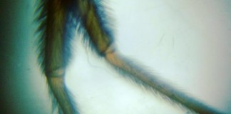 Laboratório de Invencionices diverte e educa no Sesc Pompeia