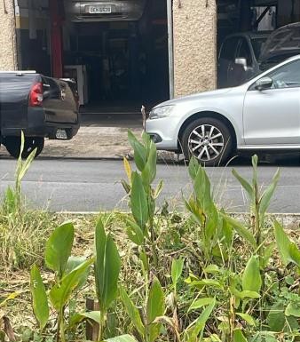 Moradores reclamam de plantação em rotatória na Rua Sepetiba
