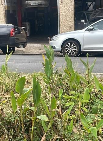 Moradores reclamam de plantação em rotatória na Rua Sepetiba