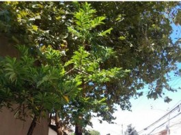 Aumentam as queixas sobre serviços de poda de árvores e capinação Aumentam as queixas sobre serviços de poda de árvores e capinação