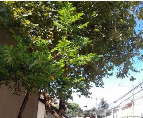 Aumentam as queixas sobre serviços de poda de árvores e capinação