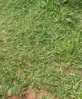 Comitê de Usuários da Praça Nova Lapa quer plano de manutenção do local